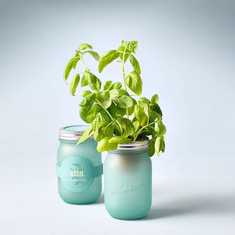 Modern Sprout Pint Jars Garden Seed Kits