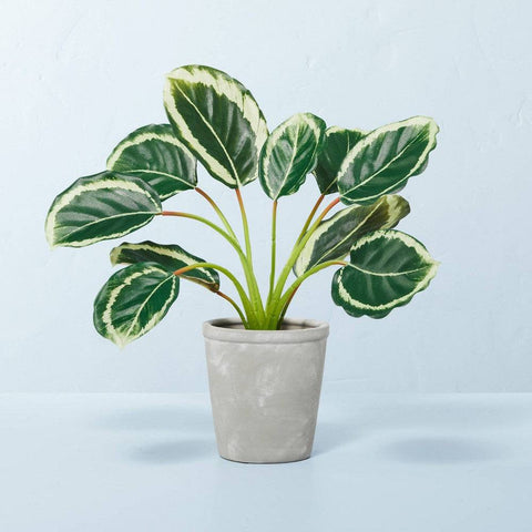 14 X 16 Faux Calathea Plant in Ceramic Pot - Hearth & Hand™ with Magnolia - HomeLife